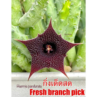 เก๋งจีน Huernia Pandurata  *กิ่งเด็ดสด* แคคตัส ไม้อวบน้ำ Cactus and Succulent