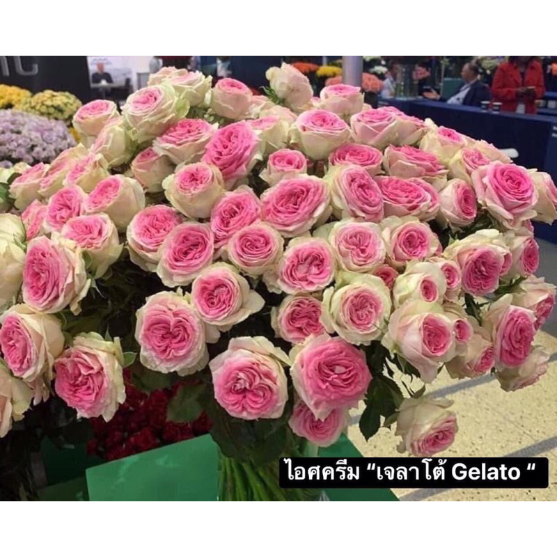 กุหลาบ-ไอศครีม “เจลาโต้ Gelato“  สีชมพูตรงกลางดอก