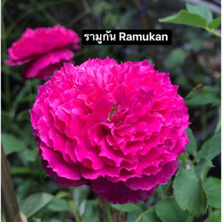 กุหลาบ - รามูกัน Ramukan กลีบดอกหยักคลื่นซ้อน