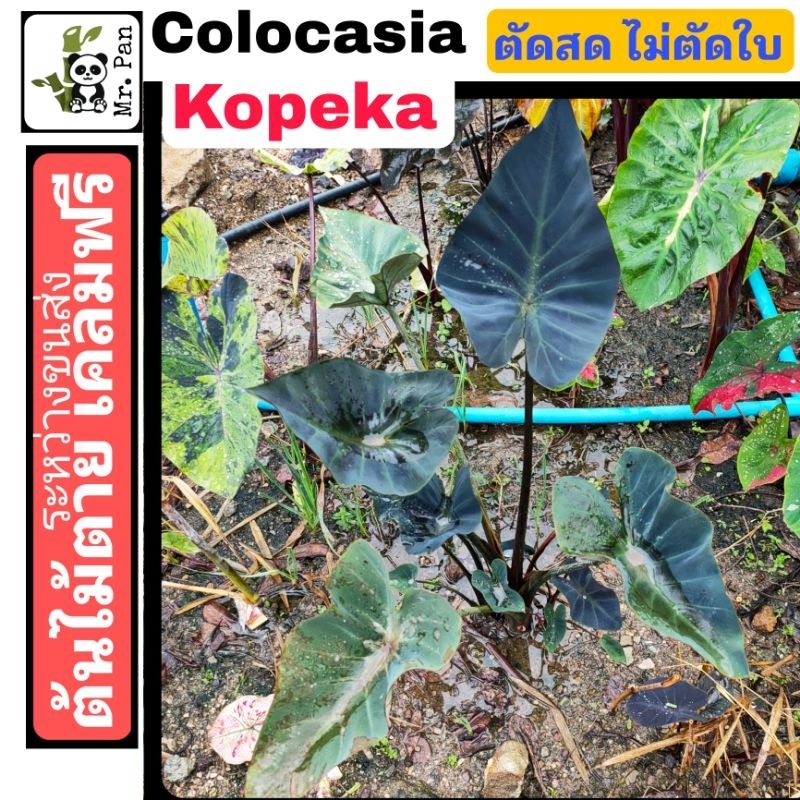 colocasia Kopeka ตัดสด ไม่ตัดใบ พร้อมกระถาง รากเเน่น โคโลคาเซีย โคเปก้า ลูกผสมระหว่าง Aloha เเละ Coffee Cup