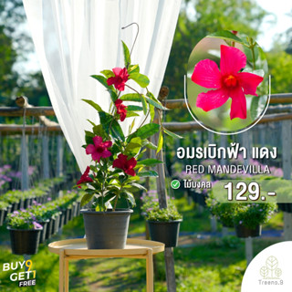 Treeno.9 T247 อมรเบิกฟ้าดอกสีแดงMandevilla Vine ดอกสวย อยู่ได้นาน ไม้เลื้อย พุุ่มใหญ่ ความรุ่งเรือง สีสันสดใสกระถาง8นิ้ว