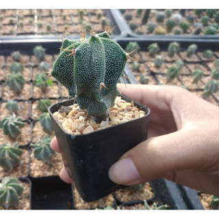 🌵💥แอสโตรออนาตั้ม 💥🌵 Astrophytum ornatum  ต้นกระบองเพชร ต้นแคคตัส ขนาด 5-6 ซม. (แคคตัส กระบองเพชร)