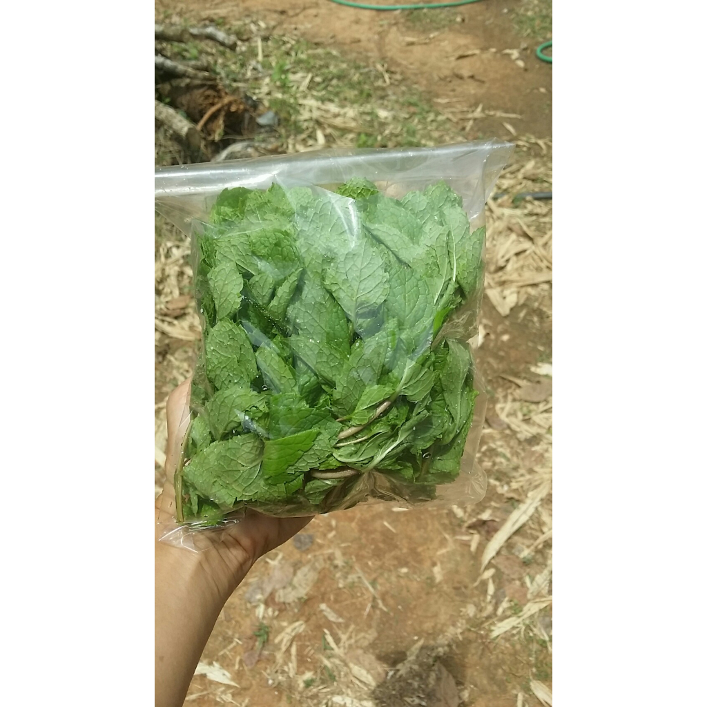 สะระแหน่ ปลอดสารพิษ สำหรับทานสด 100 กรัม