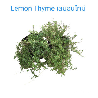 ต้นเลมอนไทม์/เลมอนไทม์/Lemon Thyme