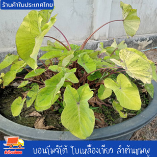 บอน โมจิโต้ รีเวิร์ส โคโลคาเซีย โมจิโต้ สายพันธุ์แท้ ชำเอง ตัดสด ทุกวัน ใบสีเขียว ด่างเล็กน้อย ลำต้นขาวชมพู หายาก