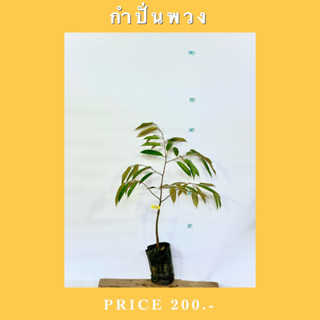 ทุเรียนพันธุ์ กำปั่นพวง