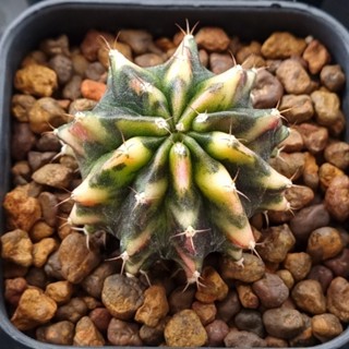 ep4 Gymnocalycium​ variegated​