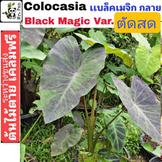 เเบล็คเมจิก กลาย ตัดสด ไม่ตัดใบ Colocasia Black Magic Var โคโลคาเซีย เเบล็คเมจิก ด่าง