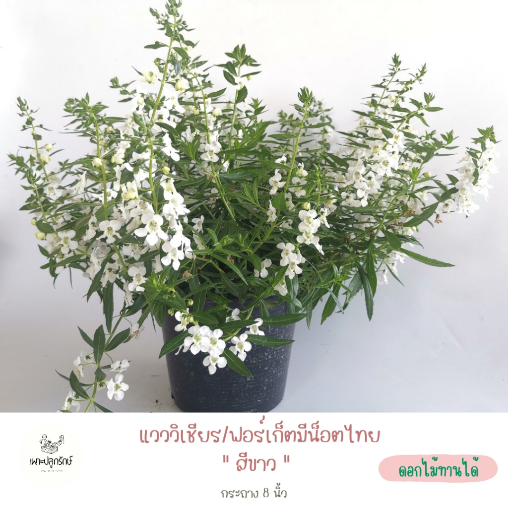 ต้นดอกแวววิเชียร /แองเจโลเนีย /ฟอร์เก็ตมีน็อตไทย (Angelonia)  F13 ดอกดก ดอกนาน ไม้แดด มีหลายสี #ดอกไม้ทานได้ - รูปที่ 6