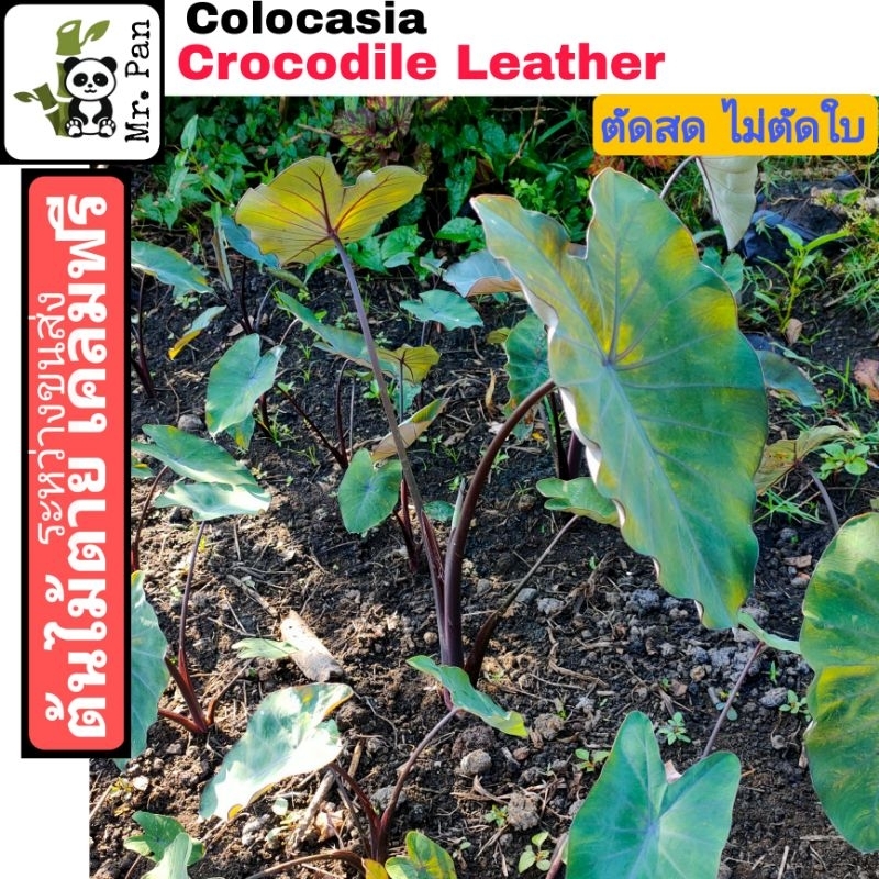 Colocasia Crocodile leather  ตัดสด พร้อมใบ โคโลคาเซีย หนังจรเข้