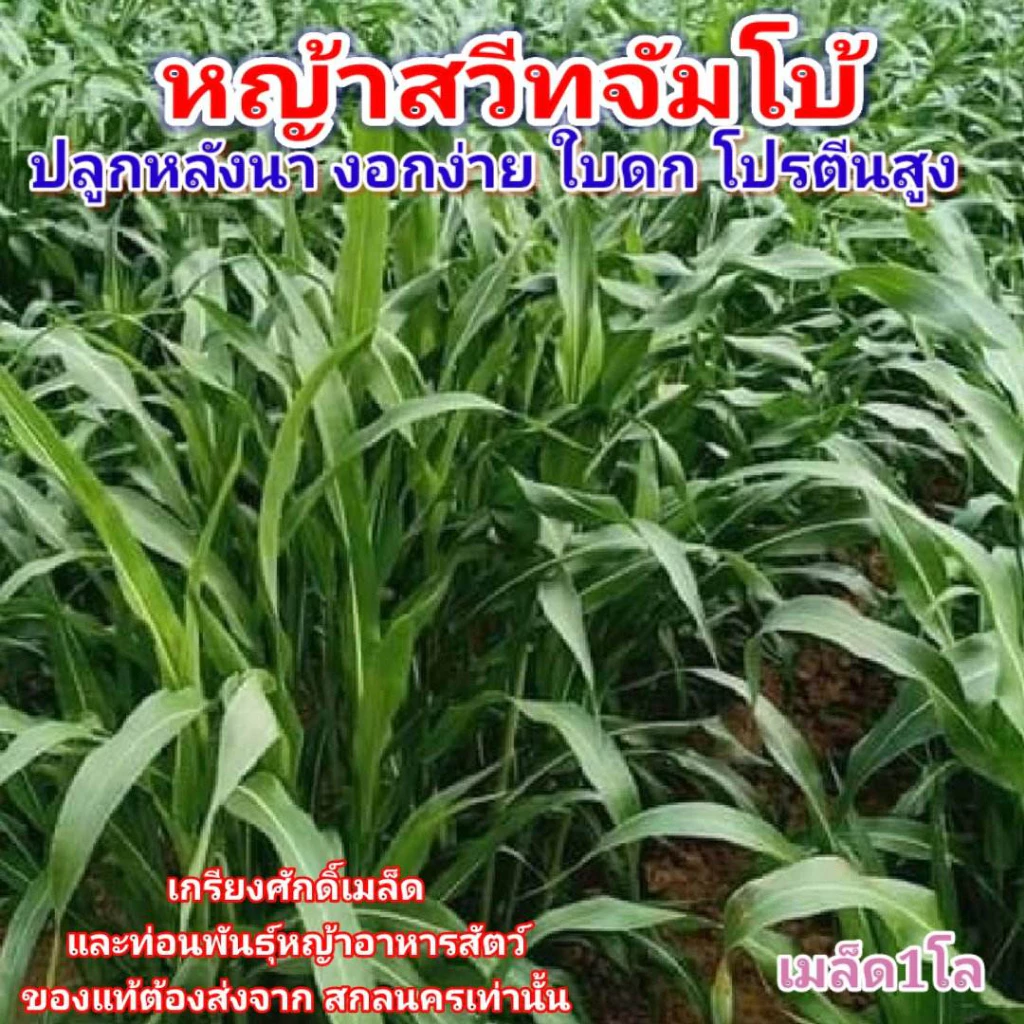 #เมล็ดหญ้าสวีทจัมโบ้ เมล็ดใหม่ปี68. #หญ้าสวีทจัมโบ้ เกรียงศักดิ์เมล็ดและท่อนพันธุ์หญ้าอาหารสัตว์