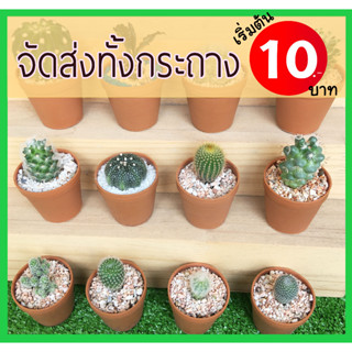 แคคตัส 🌵กระบองเพชร มีหลายสายพันธ์ 🌵