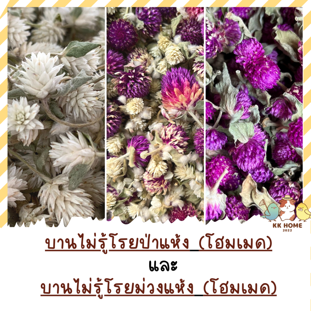 #บานไม่รู้โรย #พืชสมุนไพร #สินค้าโฮมเมด #ไร้สารเคมี #นก
