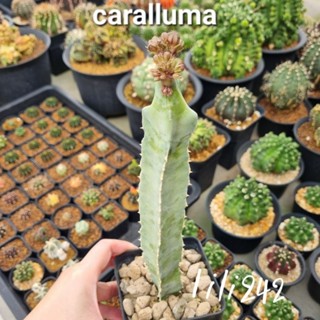 เก๋งจีน caralluma​ คารัลลูม่า