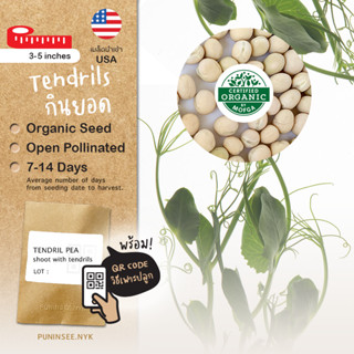 เมล็ดผักนำเข้า ถั่ว กินยอด บำรุงดิน_Tendril Pea, Pea Shoots (Organic Seed) พืชหมุนเวียน