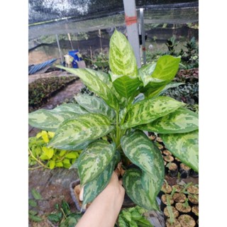 🪴Aglaonema มหาเศรษฐี🪴  📭ส่งพร้อมถุงขนาด 4*9 นิ้ว