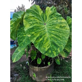บอนเลมอน (ตัดสด)Colocasia Lemon-lime Gecko