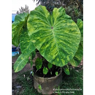 บอนเลมอน (ตัดสด)Colocasia Lemon-lime Gecko