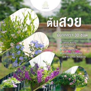 Treeno.9 ดอกไม้รับประทานได้ มีมากกว่า 30 ชนิด กระถางแขวน 8 นิ้ว ไม้ดอก ไม้ประดับ ไม้จัดสวน Edible Flow