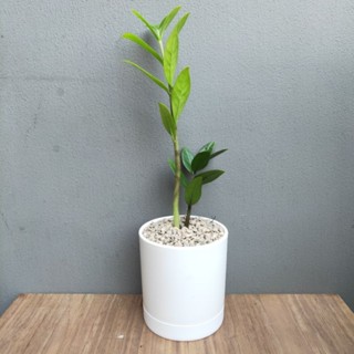 🌱 กวักมรกต"ZZ Plant" (Size S) ต้นสูง10-15ซม. พร้อมกระถางMinimal4"ครบชุดพร้อมโชว์ (ต้นไม้ฟอกอากาศ)