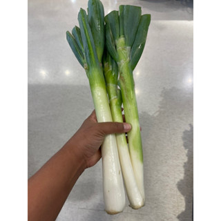 เมล็ดพันธุ์หอมญี่ปุ่นยักษ์