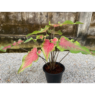 บอนสี #Caladium Tiki Torch กระถาง 8นิ้ว กอใหญ่