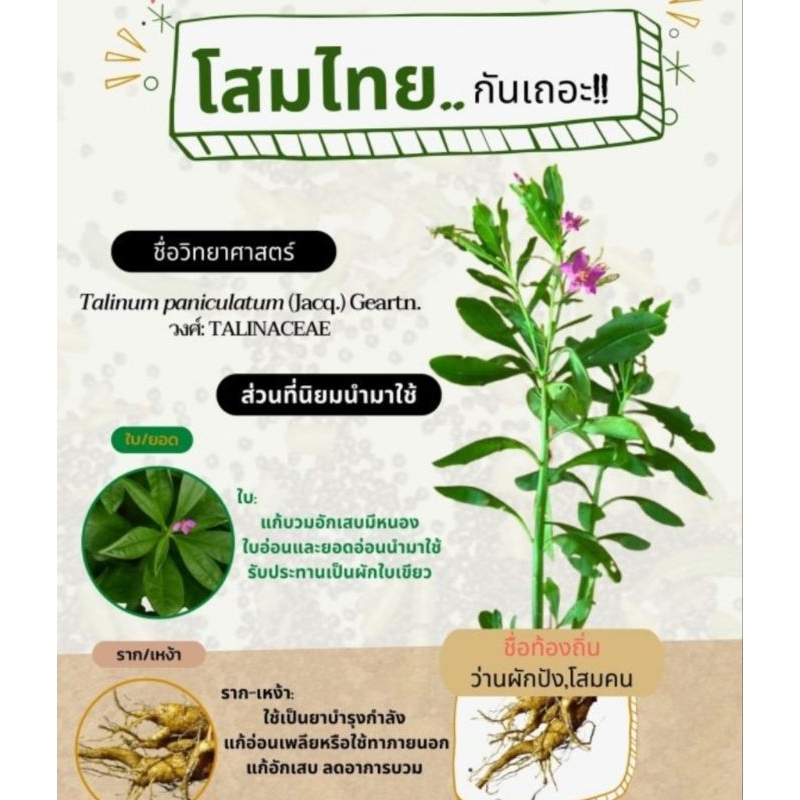 โสมไทย#ต้นโสมไทย#ว่านผักปัง#ใบสดโสมไทย#ต้นเล็กโสมไทย#เมล็ดพันธ์โสมไทย - รูปที่ 2