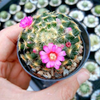 แมมขนนกเหลืองคละสีดอก ไม้เมล็ด อยู่ในกระถาง2นิ้วเต็มกระถาง ขนนกแคคตัส Mammillaria schiedeana 