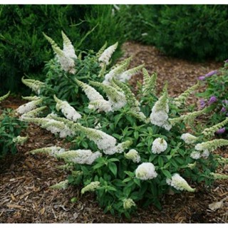 เมล็ดพันธุ์ดอก บัทเทอร์ฟลาย บุช สีขาว (White Bloom Butterfly Bush Seed) บรรจุ 50 เมล็ด ของแท้ คุณภาพดี ราคาถูก นำเข้าจาก