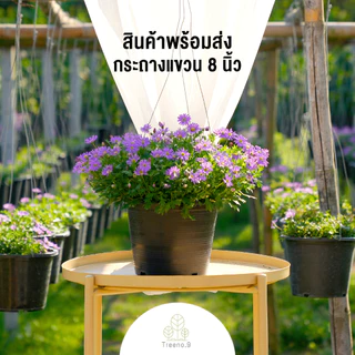 Treeno.9 ดอกไม้รับประทานได้ มีมากกว่า 30 ชนิด กระถางแขวน 8 นิ้ว ไม้ดอก ไม้ประดับ ไม้จัดสวน Edible Flow