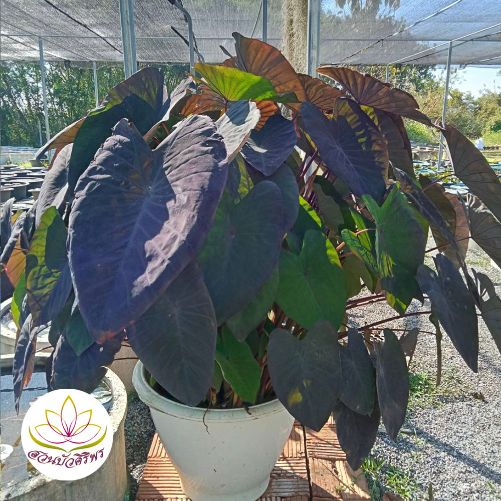 ซื้อ 1 แถม 1 โคโลคาเซีย แบล็คเมจิก Colocasia 'Black Magic' (ไม้ตัดสด)