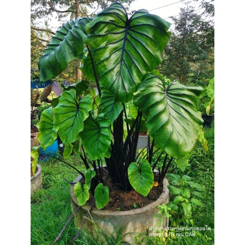 หน้ากากฟาโรห์ (ตัดสด)ปลายไหล Colocasia Pharaoh’s Mask