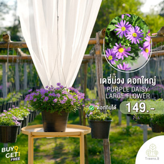 Treeno.9 T198 เดซี่ม่วง ดอกใหญ่ - ดอกไม้กินได้ (Purple Daisy) กระถางแขวน 8 นิ้ว / สูง 20-30 ซม. / ไม้ประดับ ไม้ดอก (ต้นไม้)