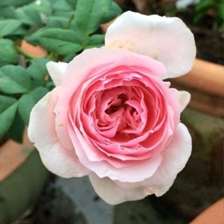 กุหลาบ เอ็ดการ์ด วิทซิกมัน (Eckart Witzigman Rose)