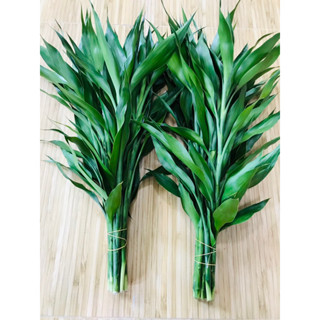 ไผ่กวนอิม สีเขียวหยก สูง 45-50 cm 1มัดมี10ต้น
