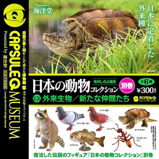 (มีของพร้อมส่ง) Gashapon กาชาปองเต่าสแนปปิ้ง Animals Of Japan Special Capsule Q Museum Kaiyodo โมเดลสัตว์