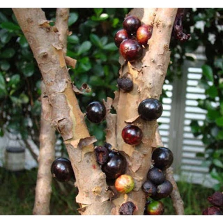 ต้นกล้าองุ่นบราซิล🍇 🌳ต้นที่ขายอายุมากกว่า5ปี สูง80ซม.ขึ้นไป 🪴องุ่นต้น หรือ ฌาบูชีกาบา 🍇