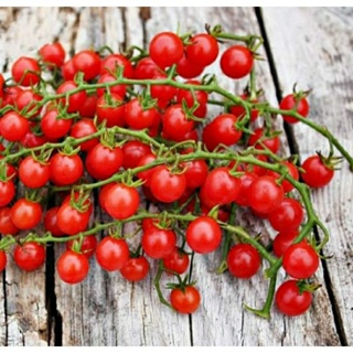 เมล็ดพันธุ์มะเขือเทศเชอร์รี่ เรด เคอแรนท์ (Red Currant Cherry Tomato Seed) บรรจุ 30 เมล็ด ของแท้ คุณภาพดี ราคาถูก นำเข้า