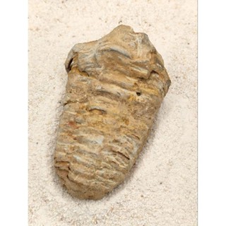 🌊 ฟอสซิล ไตรโลไบต์ ขนาด 78 กรัม ของเเท้( Trilobite Fossil ) ค่อนข้างสมบูรณ์ เหมาะเเก่การสะสม