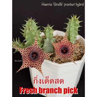 เก๋งจีน Hernia Giraffe Pranburi Hybrid *กิ่งเด็ดสด* แคคตัส ไม้อวบน้ำ Cactus and Succulent