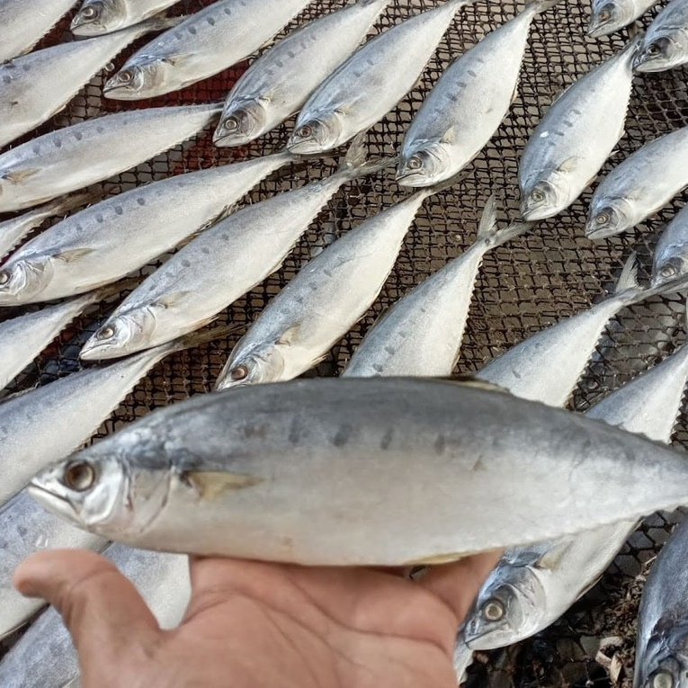 ปลาสีเสียด ปลาสีเสียดเค็มตากแห้ง ปลาสีเสียดเค็ม ปลาเค็มตากแห้ง ส่งตรงจากทะเลใต้ฝั่งอันดามัน