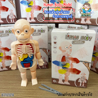 ✅พร้อมส่งในไทย✅ Human Body Model หุ่นเรียนรู้อวัยวะต่างๆของร่างกาย B2101018