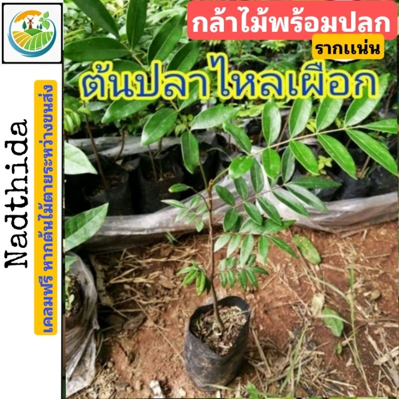 ต้นปลาไหลเผือก ต้นไม้ป่า ต้นปลาไหลเผือก ต้นไม้หายาก