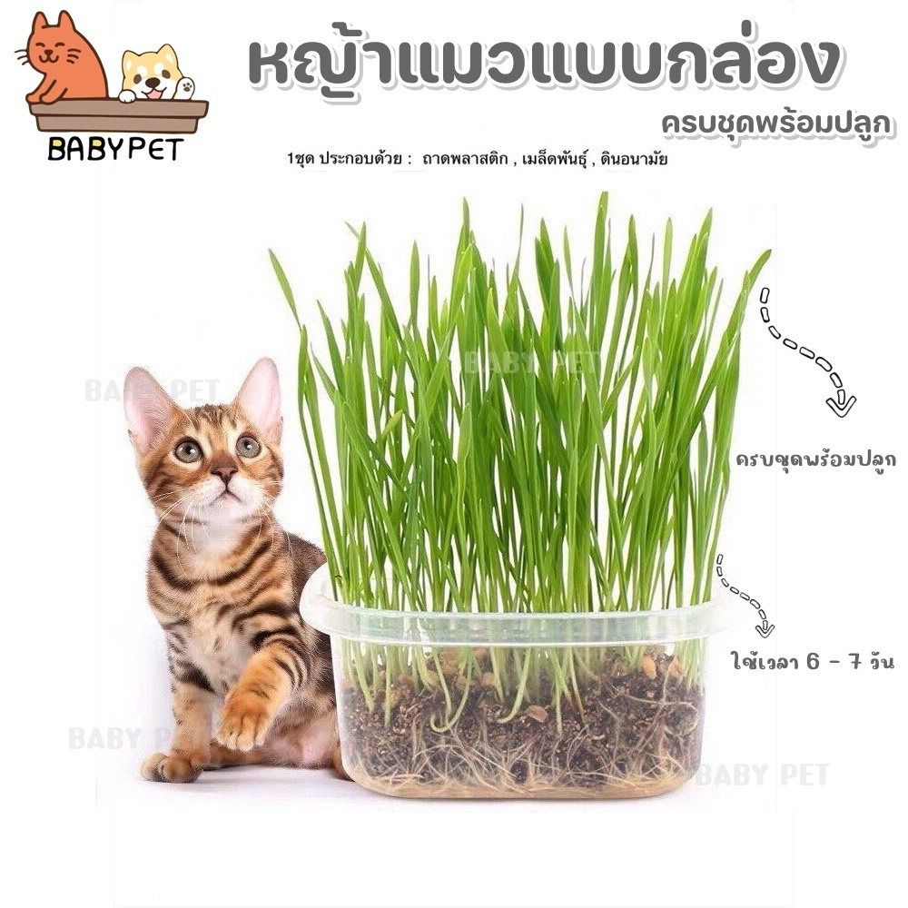 หญ้าแมวแบบกล่อง ครบชุดพร้อมปลูก ต้นอ่อนข้าวสาลี ปลอดสารเคมี นำเข้าสดใหม่🍀