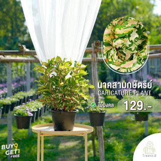 Treeno.9 T345 นาคสามกษัตริย์ (Caricature Plant) กระถาง 8 นิ้ว สูง 35-40 ซม. ไม้มงคล คนไทยนิยมปลูก เพื่อความเป็นสิริมงคล