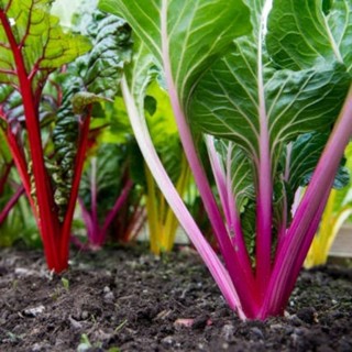 เมล็ดพันธุ์ สวิสชาร์ด swiss chard บรรจุซอง 20 เมล็ด