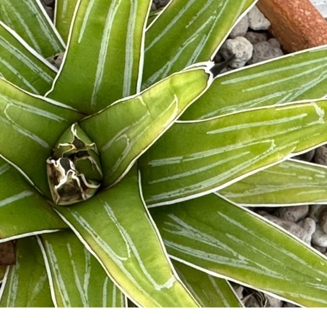 หน่ออากาเว่ Agave victoriae-reginae ‘White line’