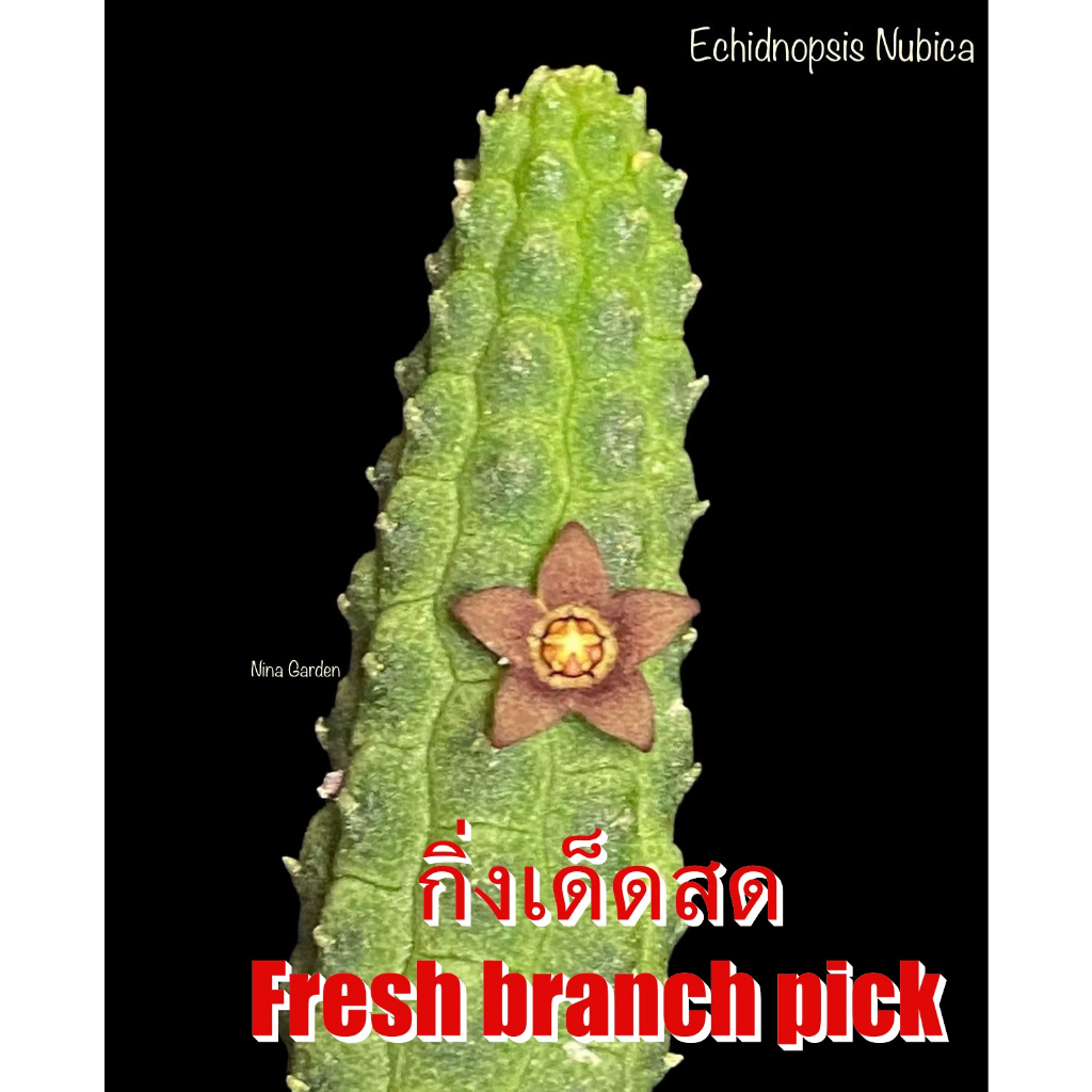 เก๋งจีน Echidnopsis Nubica *กิ่งเด็ดสด* แคคตัส ไม้อวบน้ำ Cactus and Succulent