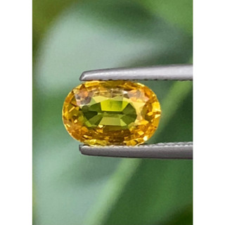 พลอย บุษราคัม Yellow Sapphire 1.46 กะรัต (Cts.)