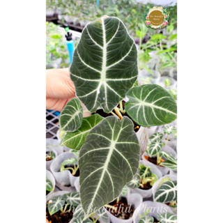 อโลคาเซีย แบล็ค เวลเวท#Alocasia black velvet